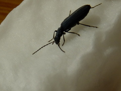 Coleoptera