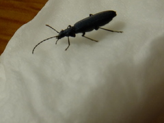 Coleoptera