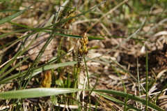 Carex caryophyllea