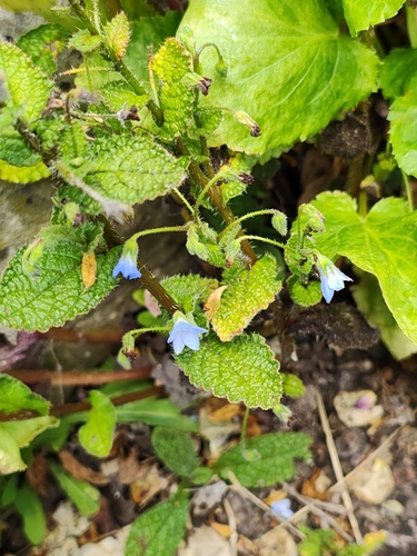 Borago pygmaea