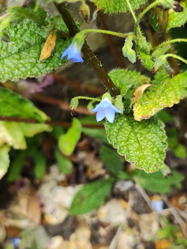 Borago pygmaea, photograph 2