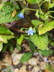 Borago pygmaea, photograph author not stated, no rights reserved