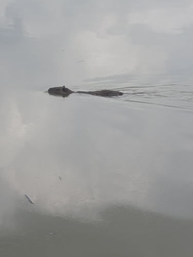 Coypu