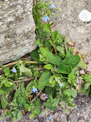 Borago pygmaea, photograph author not stated, no rights reserved