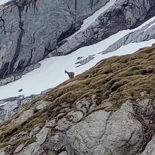 Alpine Ibex