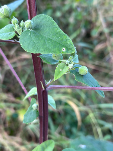 Abutilon angulatum, photograph 4