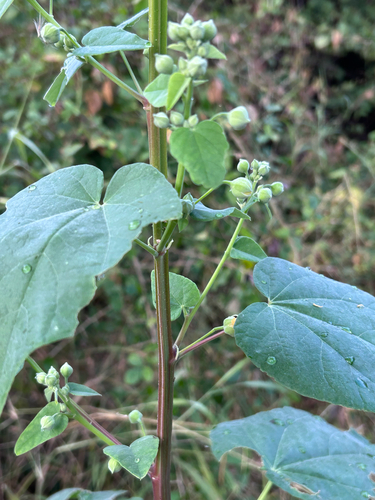 Abutilon angulatum, photograph 3