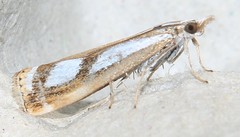 Catoptria permutatellus
