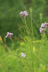 Dontostemon dentatus