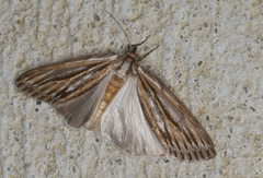 Ciampa arietaria