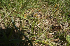 Carex caryophyllea