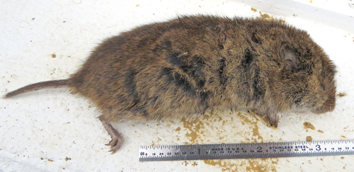 Microtus pennsylvanicus