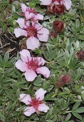 Potentilla nitida
