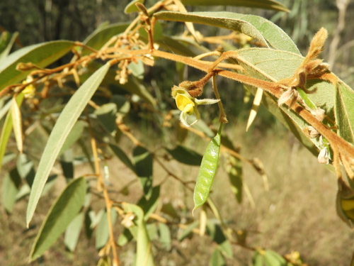 Lamprolobium fruticosum observed 2026-05-27