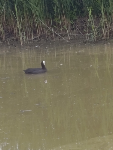 Eurasian coot