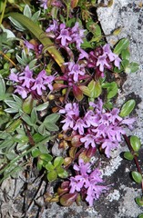 Thymus praecox polytrichus