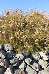 Ptilostemon chamaepeuce