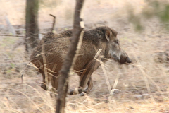 Sus scrofa cristatus