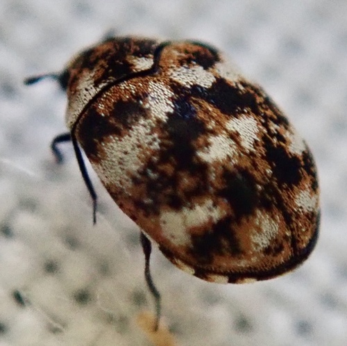 Varied Carpet Beetle