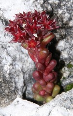 Sedum atratum