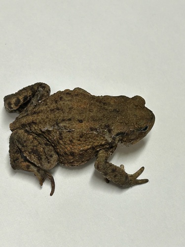 European Toad