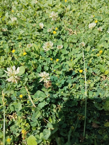 Western Honey Bee