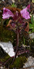 Pedicularis rostratocapitata