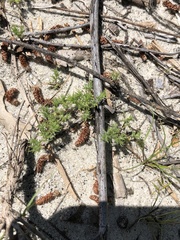 Loeflingia squarrosa