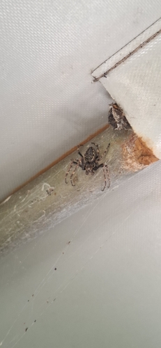 Walnut Orbweaver