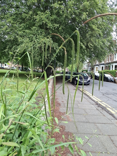 Hanging sedge