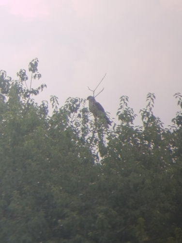 Eurasian Goshawk