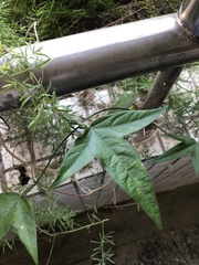 Passiflora suberosa