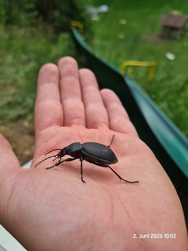 Leather Beetle