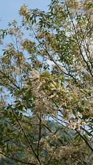 Fraxinus insularis