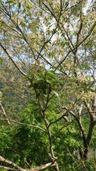 Fraxinus insularis