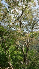 Fraxinus insularis