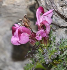 Pedicularis rostratocapitata