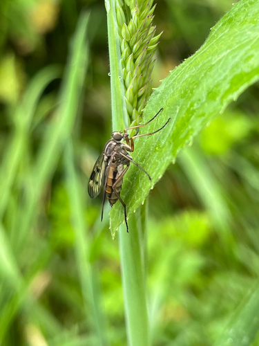 Downlooker Snipefly