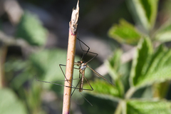 Tipula vernalis