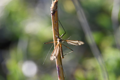 Tipula vernalis