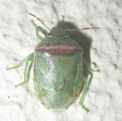 Piezodorus purus