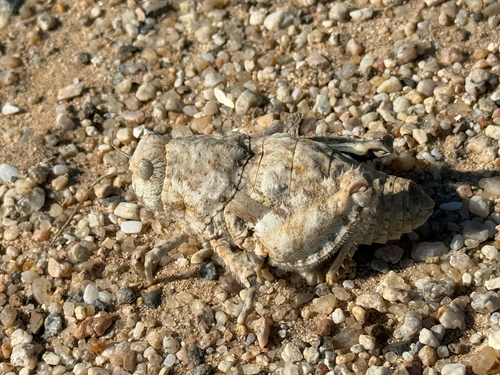 Toad Grasshopper