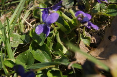 Viola × scabra