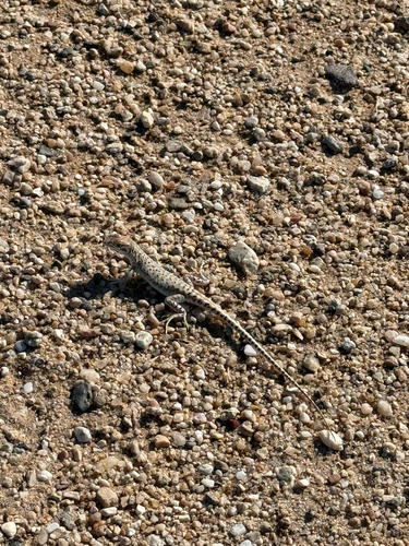 Spotted Desert Lizard