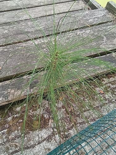 great horsetail