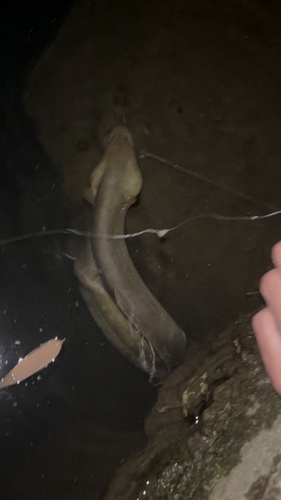 European Eel