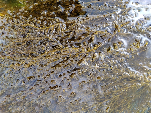Japanese Wireweed
