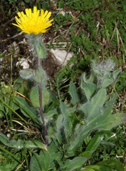 Hieracium villosum