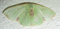 Celidomphax quadrimacula