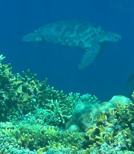 Green Sea Turtle observed by nosillaronnoc